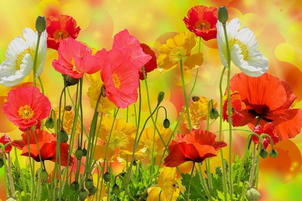 flowers, poppy, petals